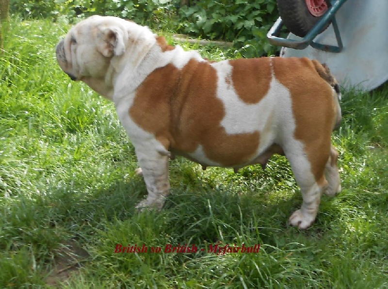 Publication : Myfairbull Auteur : Myfairbull-British so British