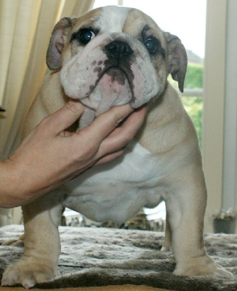 Publication : Myfairbull