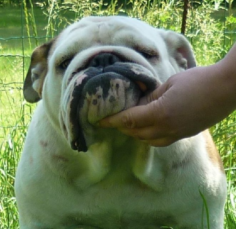 Publication : Myfairbull Auteur : Myfairbull-British so British