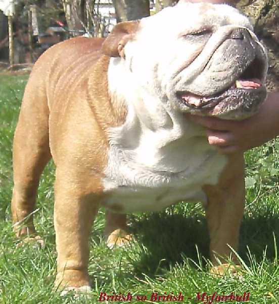 Publication : Myfairbull Auteur : Myfairbull