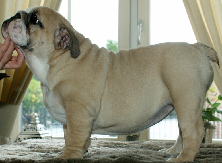 Publication : Myfairbull