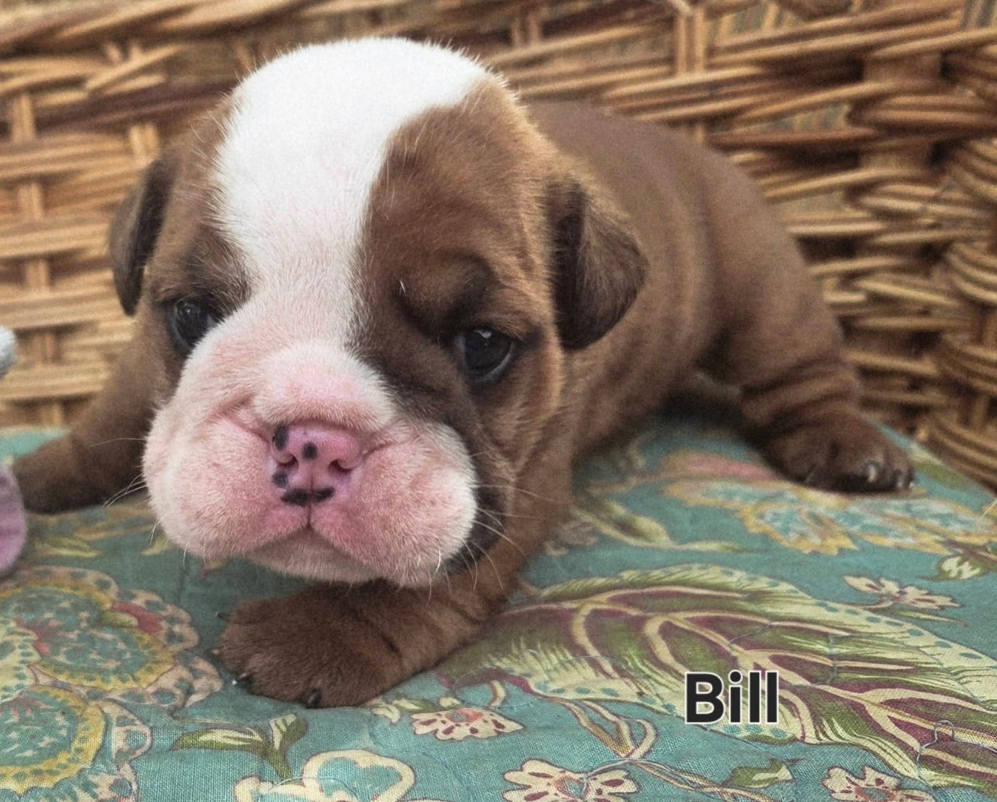 Bulldog Anglais - of bulldog for ever