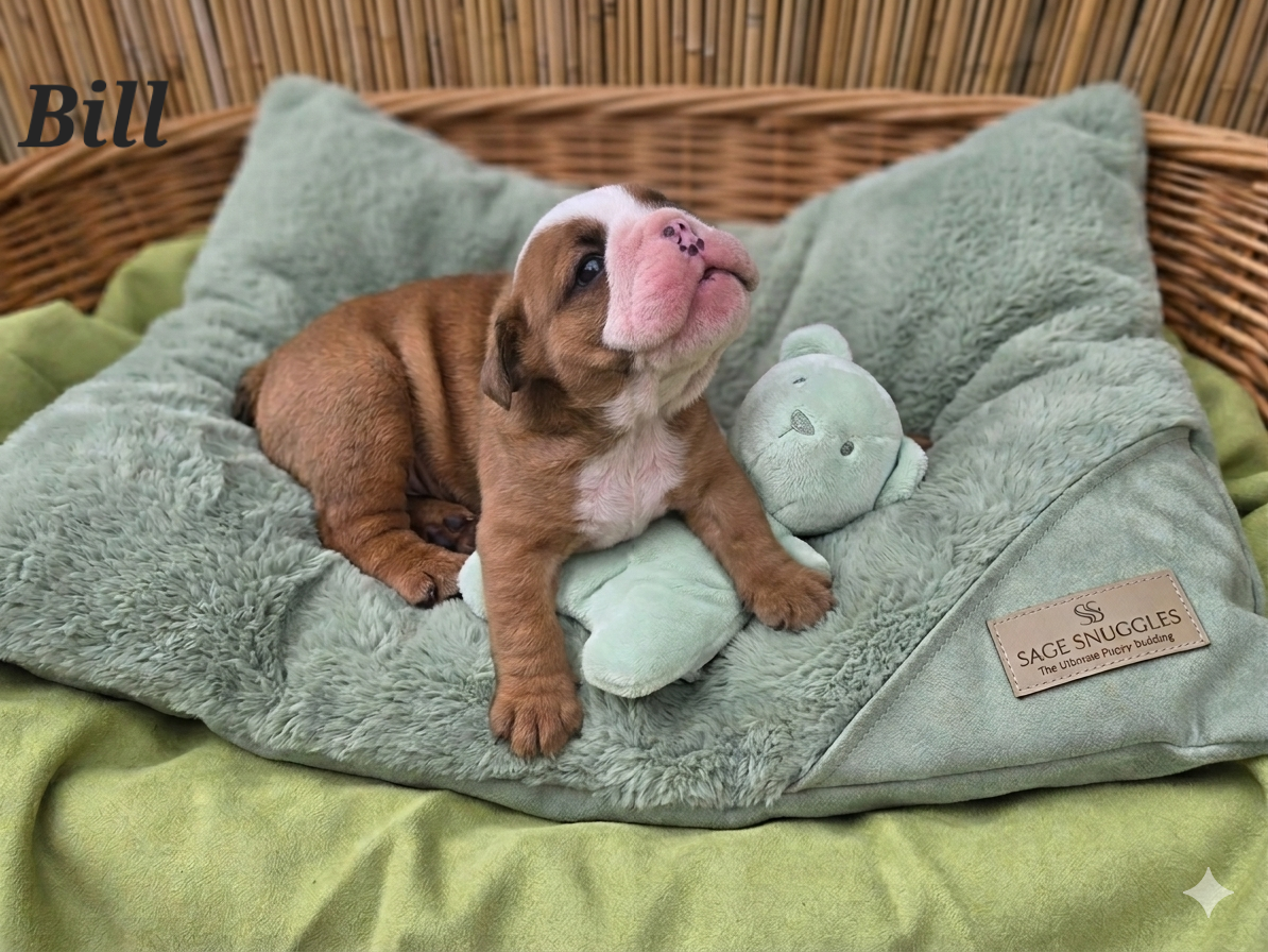 Bulldog Anglais - of bulldog for ever