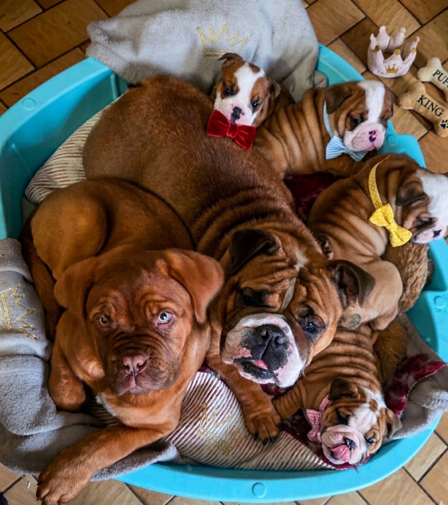 Bulldog Anglais - of bulldog for ever