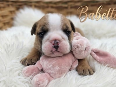 Les chiots de Bulldog Anglais