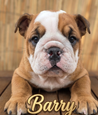 Les chiots de Bulldog Anglais