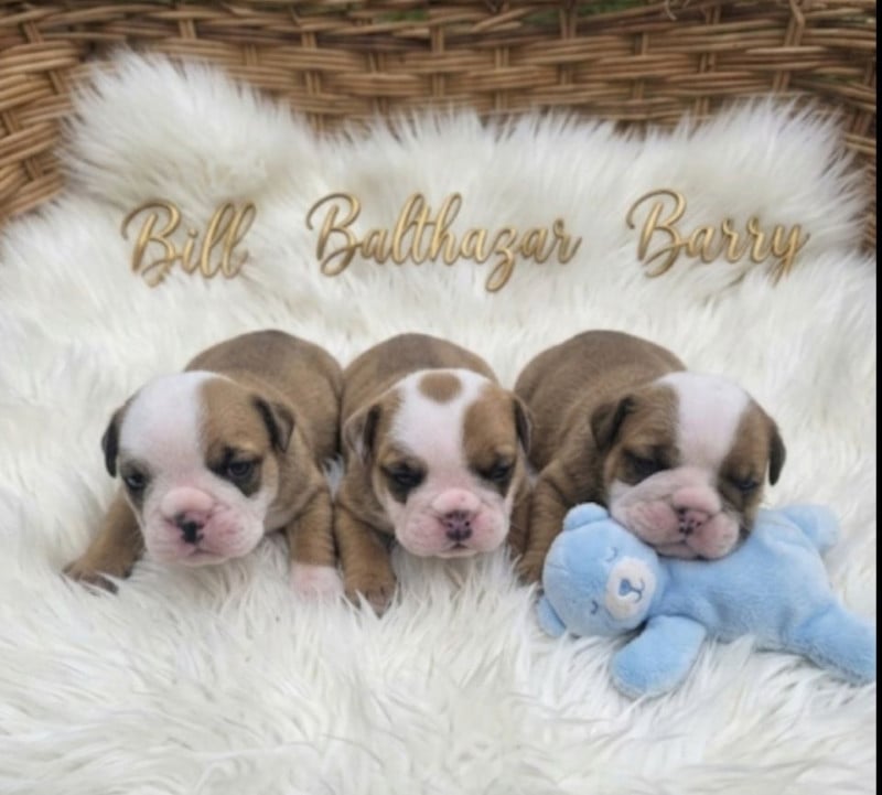 Bulldog Anglais - of bulldog for ever