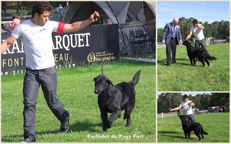 Farfadet Du pays fort - 1er EXCELLENT en classe Intermédiaire