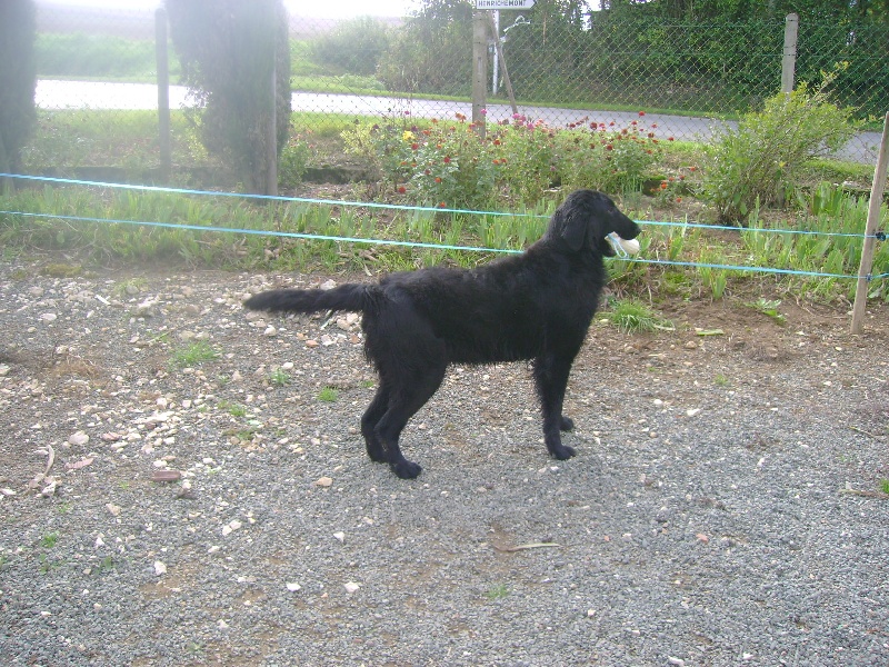 Farfadet Du pays fort - 1er EXCELLENT en classe INTERMEDIAIRE