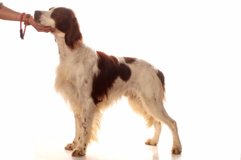 Publication : de Caramels