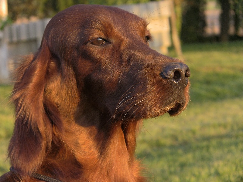 Publication : de Caramels