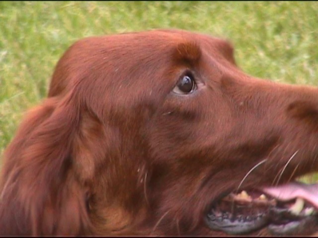 Publication : de Caramels