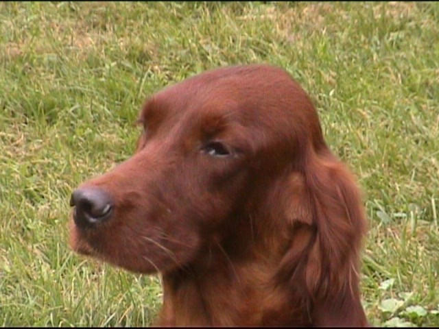 Publication : de Caramels