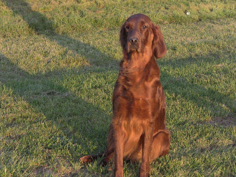 Publication : de Caramels