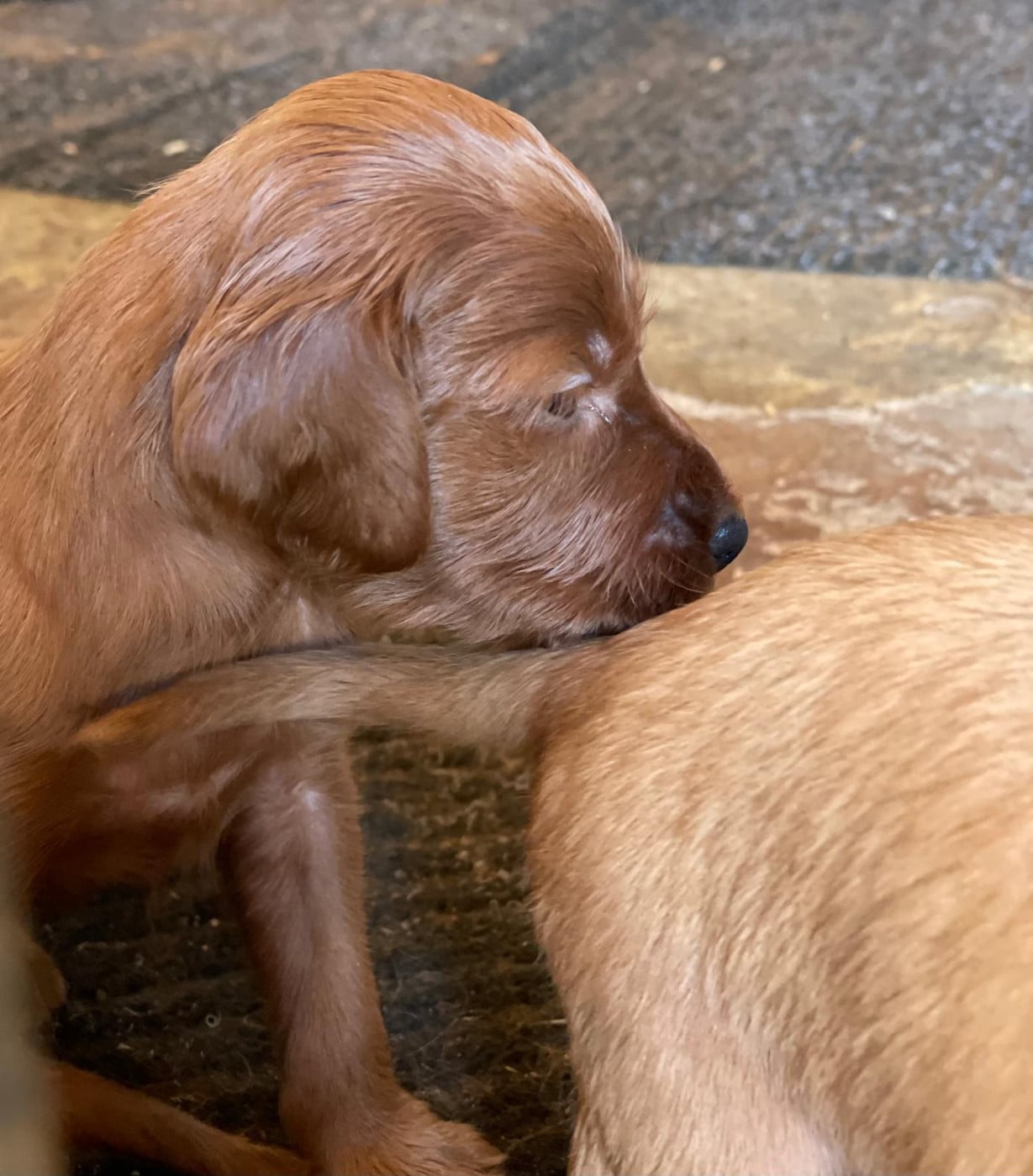 Chiot N°1 - Setter irlandais rouge