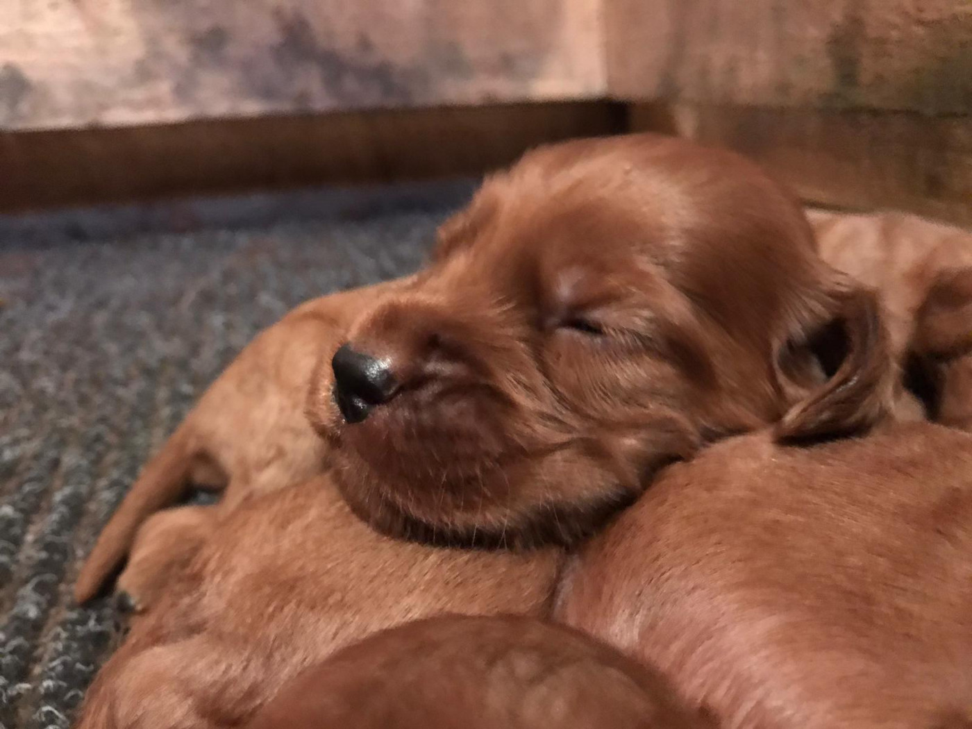 Chiot N°2 - Setter irlandais rouge