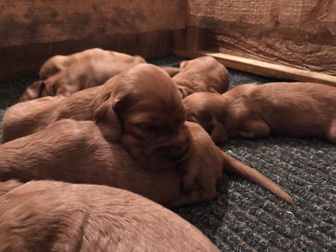 Chiot N°3 - Setter irlandais rouge