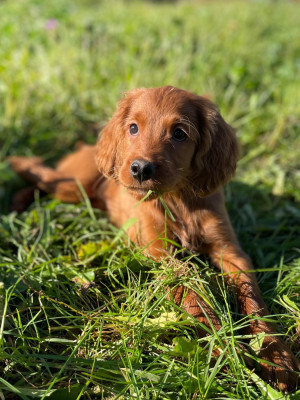 Les chiots de Setter irlandais rouge