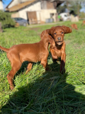 Les chiots de Setter irlandais rouge