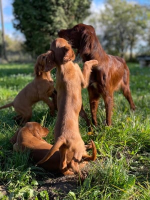 Les chiots de Setter irlandais rouge