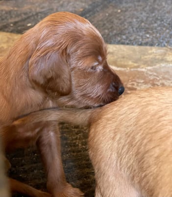 Les chiots de Setter irlandais rouge