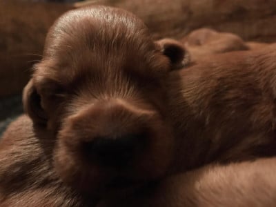 Les chiots de Setter irlandais rouge