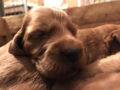 Les chiots de Setter irlandais rouge