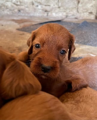 Les chiots de Setter irlandais rouge