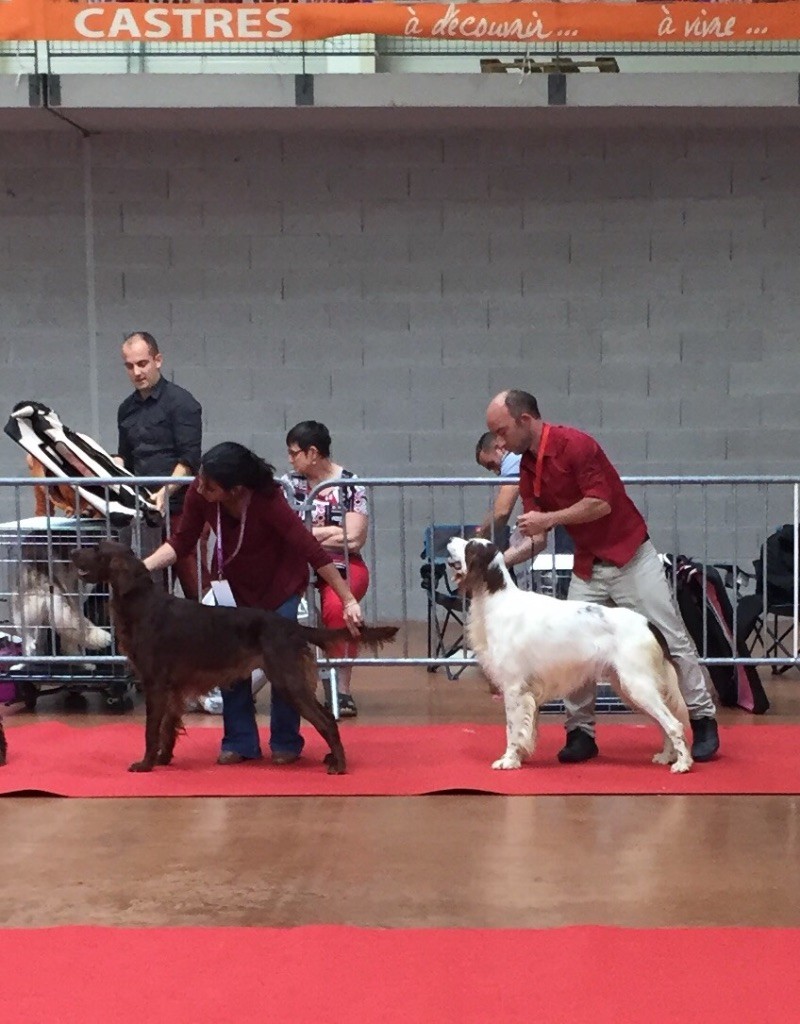 Jaddy de Caramels - 1er EXC C.A.C.S MEILLEUR DE RACE