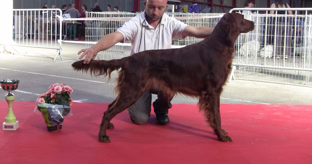 Jaddy de Caramels - 2ème EXCELLENT - R.C.A.C.S - R.C.A.C.I.B