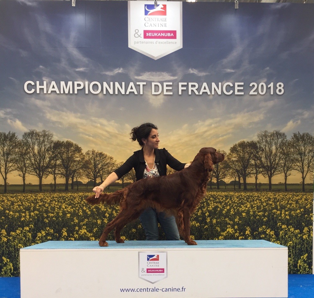 Jaddy de Caramels - 1er Excellent CACS - CACIB - MEILLEUR DE RACE