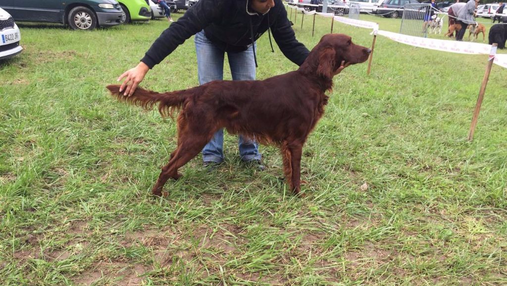 Jaddy de Caramels - 1er EXCELLENT - CAC - MEILLEUR DE RACE