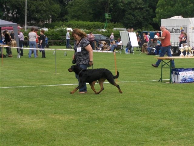 Vaya wimmy la Duchesse de la Fosse - 3e exc classe ouverte femelle