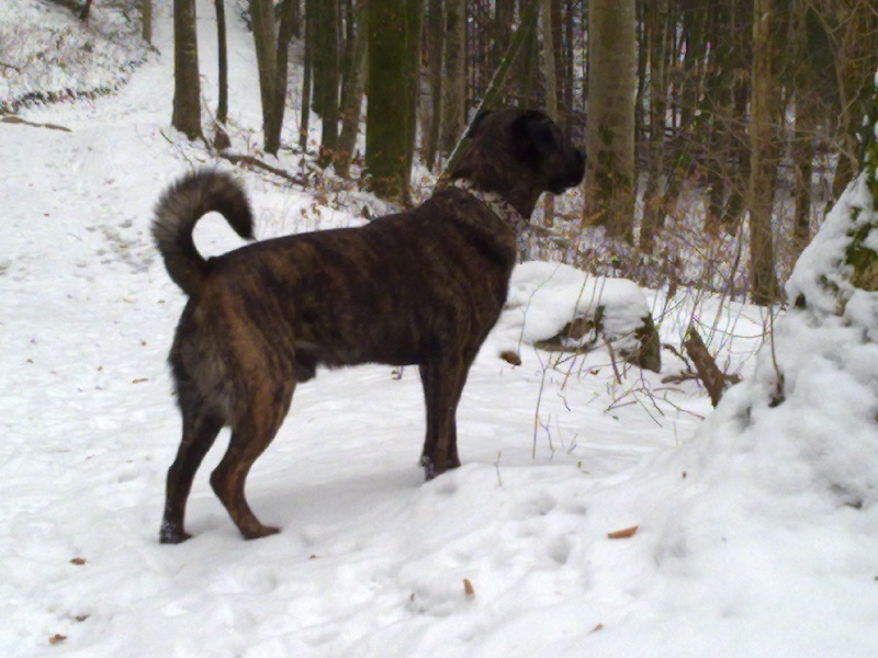 Publication : Da mata do eucalipto