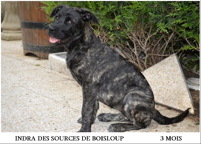 Indra des sources de Boisloup