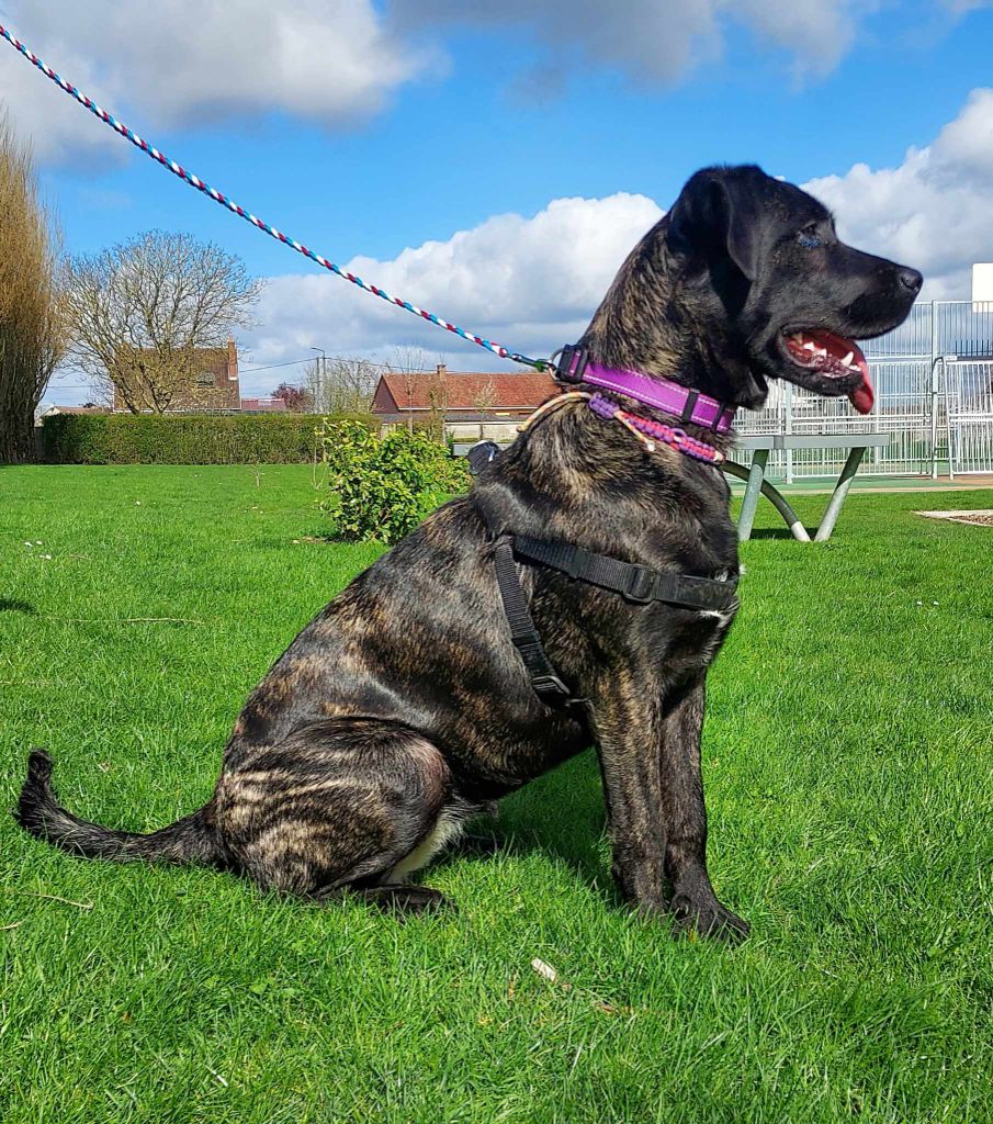 Ulna des sources de Boisloup - CACIB Jeune, meilleure jeune, meilleure femelle, Meilleure de sexe opposé