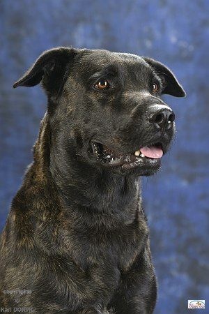 CH. Ghia des gardiens de l atlantique - CACL-CACIB-Meilleure de race