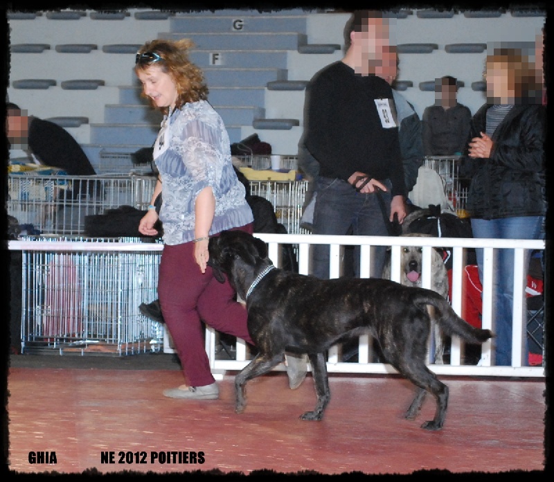 CH. Ghia des gardiens de l atlantique - Excellent, CACS