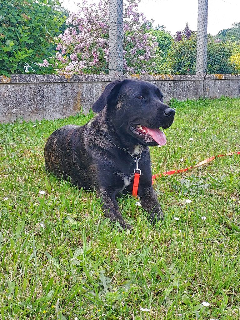 Ulna des sources de Boisloup - CACS Jeune, Meilleure Jeune, Meilleure de race