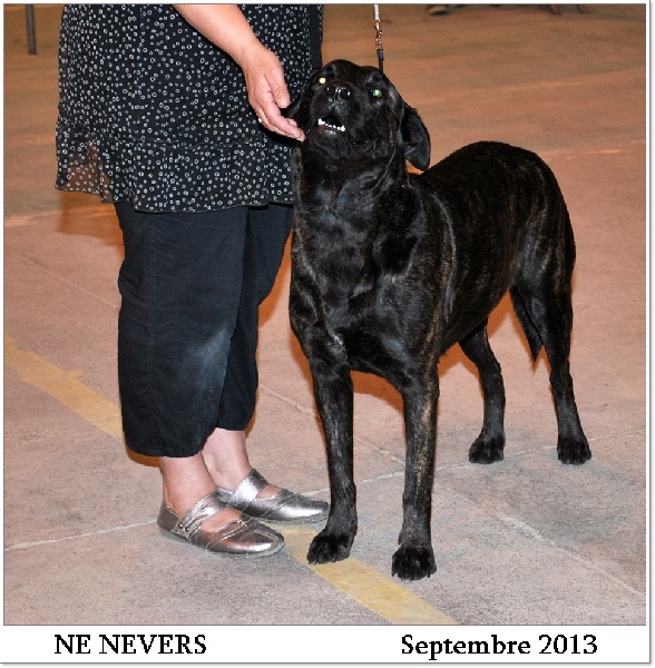 CH. Ghia des gardiens de l atlantique - Excellent RCACS