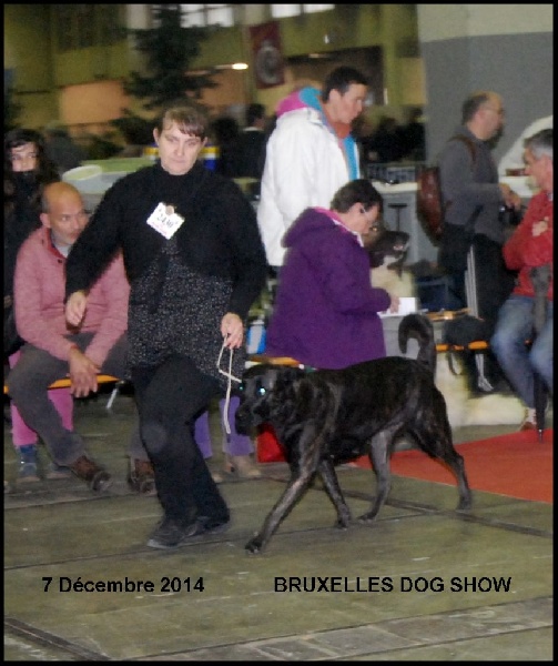 CH. Ghia des gardiens de l atlantique - CAC-CACIB-Meilleure de race