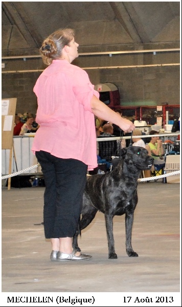 CH. Ghia des gardiens de l atlantique - CAC-CACIB-Meilleure de race