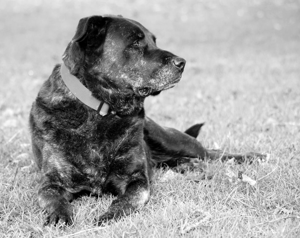 CH. Ghia des gardiens de l atlantique - excellent, meilleure vétéran, meilleure de race