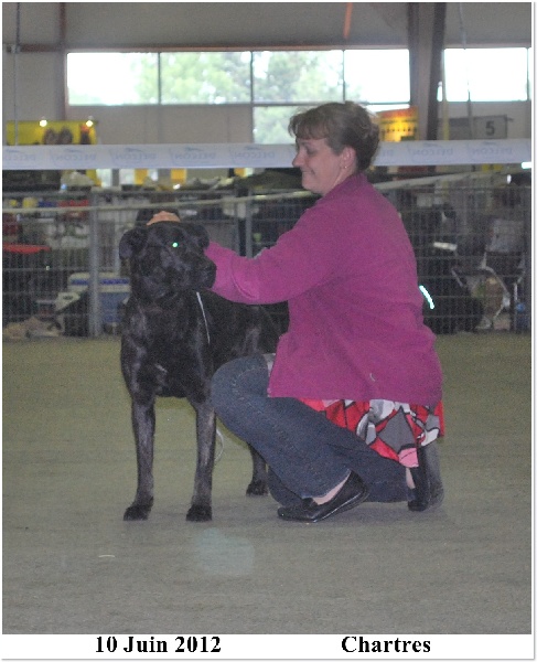 CH. Ghia des gardiens de l atlantique - Très bon - Meilleure Jeune