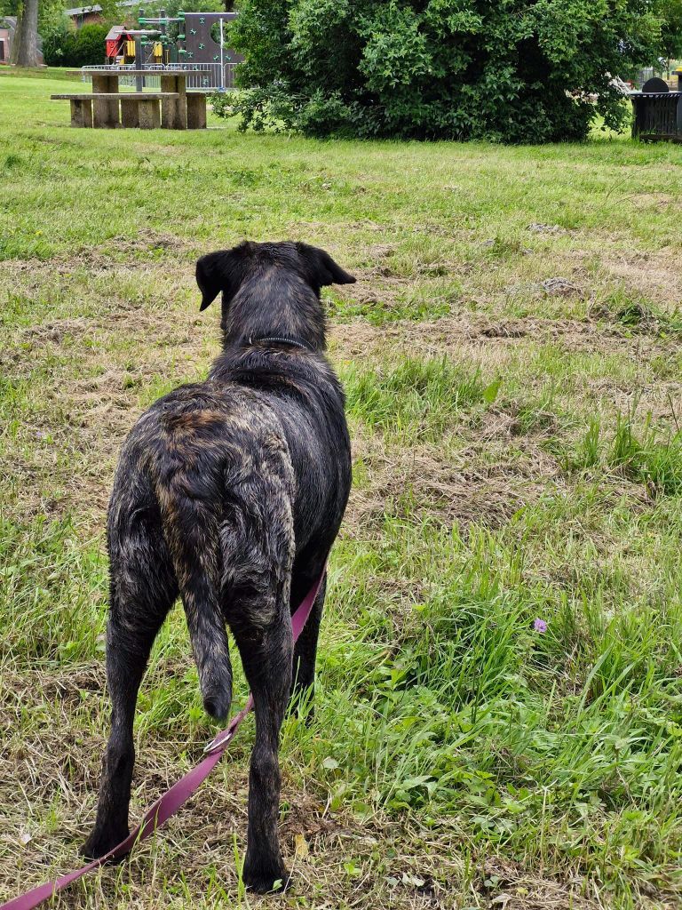 Ulna des sources de Boisloup - CACS Jeune, Meilleure Jeune