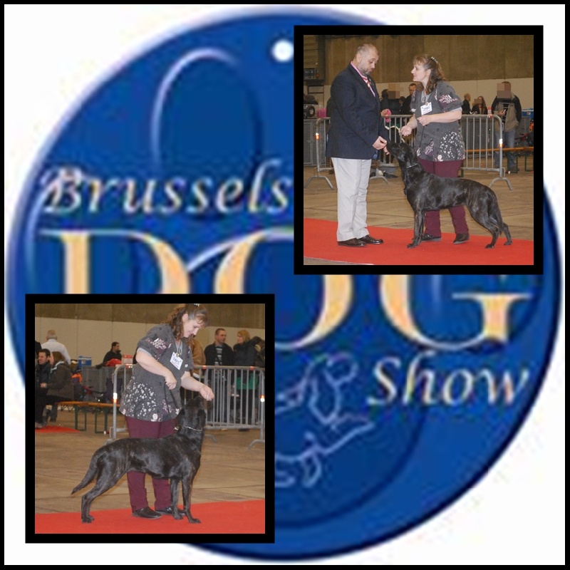 CH. Ghia des gardiens de l atlantique - CAC - CACIB