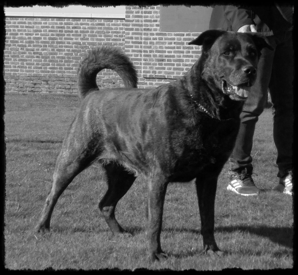 CH. Ghia des gardiens de l atlantique - Meilleure vétéran