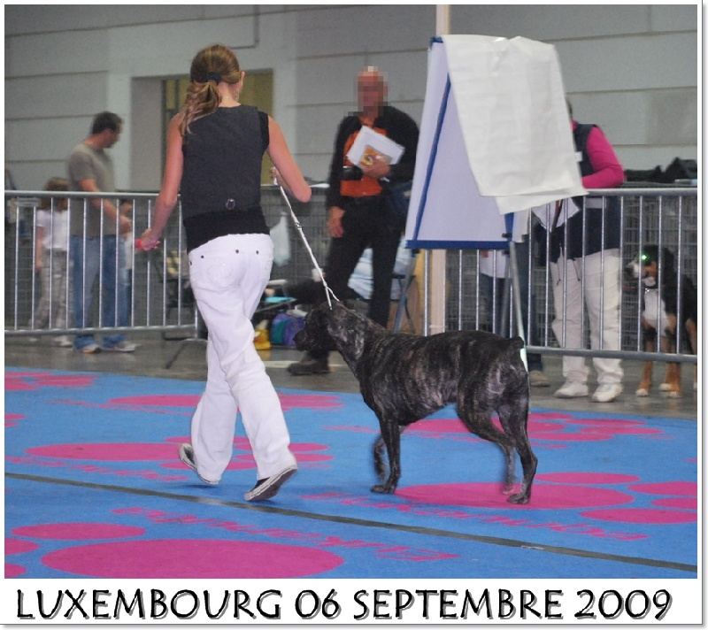 CH. Braga du domaine de la Grasse - CACL CACIB Meilleure de race