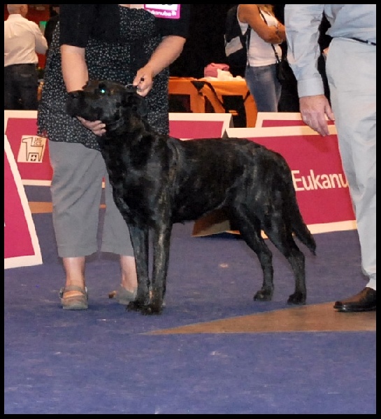 CH. Ghia des gardiens de l atlantique - CAC - CACIB