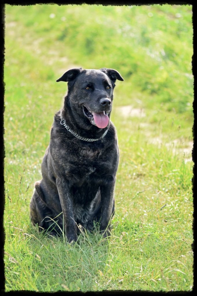 CH. Ghia des gardiens de l atlantique - excellent